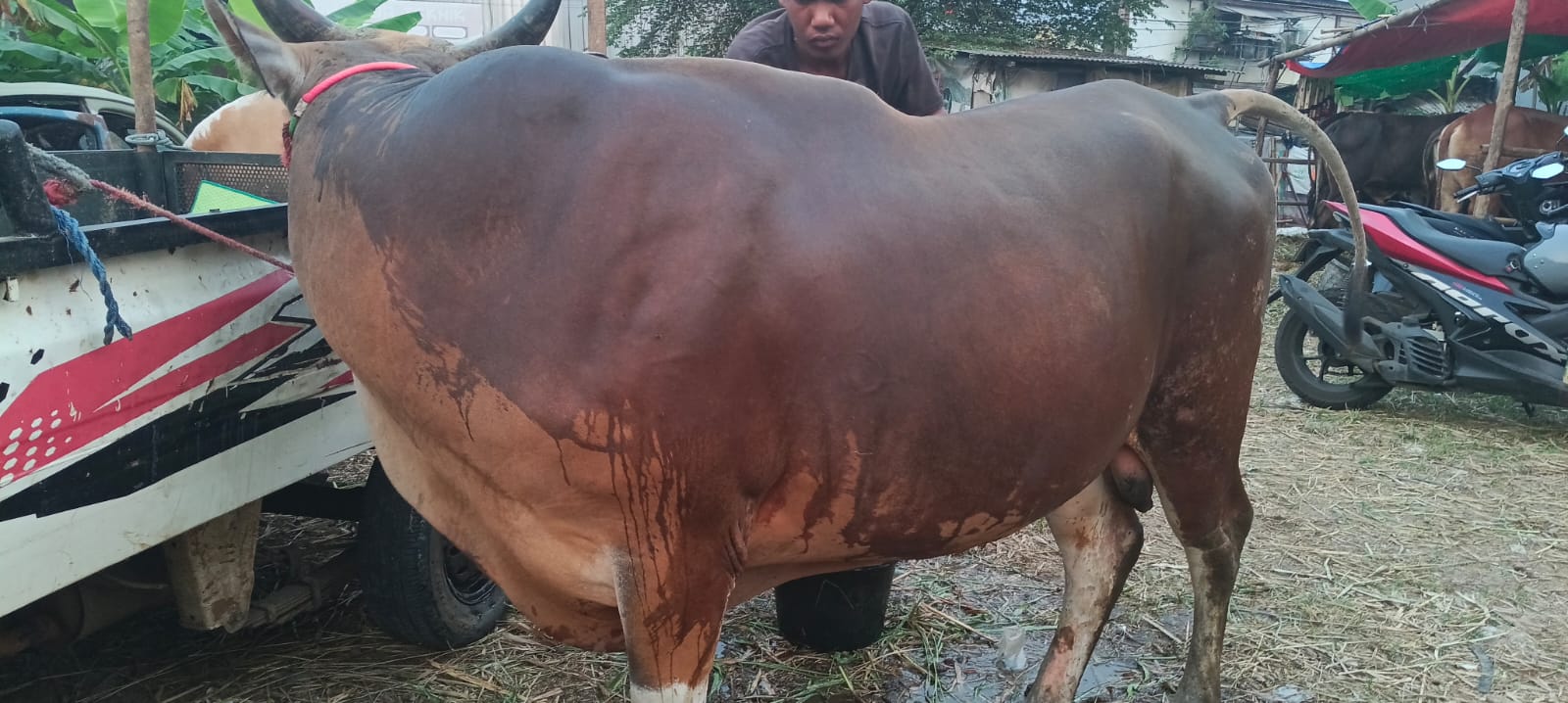 Bismillah sapi terbesar saat ini yg blm terjual lokal asli daging padat rendah l...